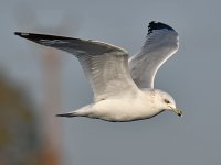 Gull9.jpg