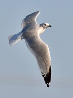 Gull6.jpg