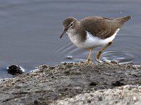 Sandpiper2.jpg