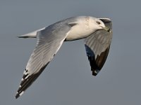 Gull10.jpg