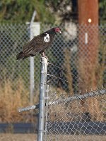 Vulture.jpg