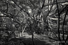 11-22-16 Sony28   21.1BWsm.jpg