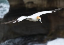 Gannet-2679.jpg