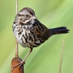 Sparrow6.jpg