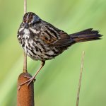 Sparrow4.jpg