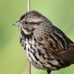 Sparrow3.jpg