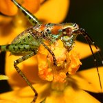 Grasshopper3.jpg