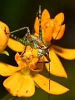 Grasshopper.jpg