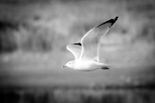 GullBW-100.jpg