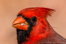 DSC_9850.jpg