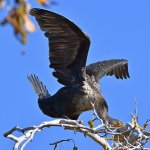 Cormorrant6.jpg