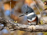 Kingfisher.jpg