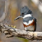 Kingfisher5.jpg