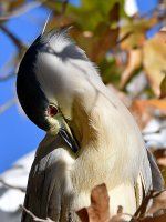 BlackHeron5.jpg