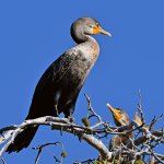 Cormorrant7.jpg