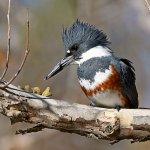Kingfisher6.jpg