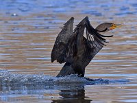 Cormorrant4.jpg