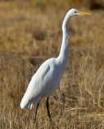 ROY_5080.JPG