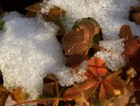 Snow on Leaves 11-24-2016.jpg