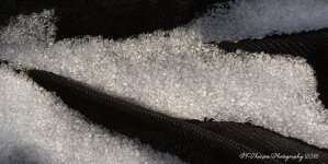 Snow 11-24-2016.jpg