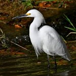 Egret3.jpg