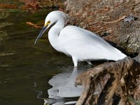 Egret.jpg