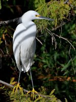 Egret5.jpg