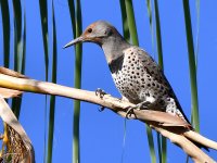 Flicker.jpg