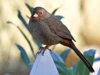 Towhee2.jpg