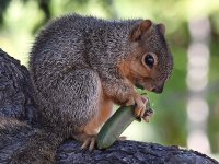 Squirrel3.jpg