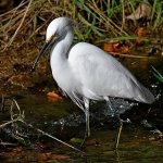 Egret4.jpg
