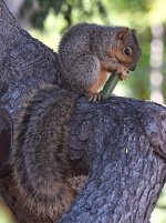 Squirrel2.jpg