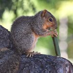 Squirrel.jpg