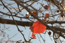 Red Leaves #5 11-25-2016.jpg
