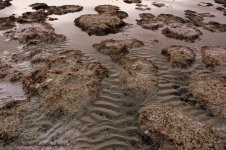 Antelope Island  Western Shore 11-25-2016.jpg