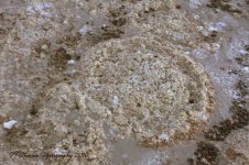 Shore Circles 11-25-2016.jpg