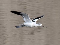 Avocet.jpg