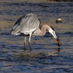 BlueHeron.jpg