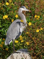 BlueHeron2.jpg