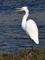 Egret4.jpg
