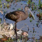 Ibis.jpg
