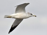 Gull3.jpg