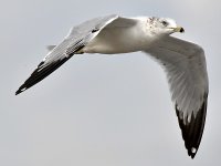 Gull.jpg