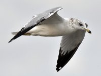 Gull2.jpg
