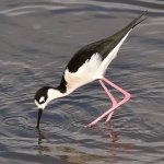 Stilt4.jpg