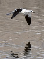 Avocet2.jpg