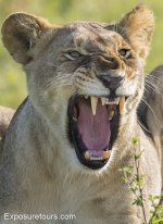 lioness growl.JPG