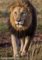 male lion walking front.JPG