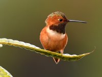 Hummer.jpg