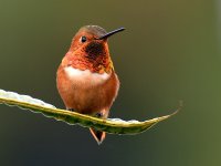 Hummer2.jpg